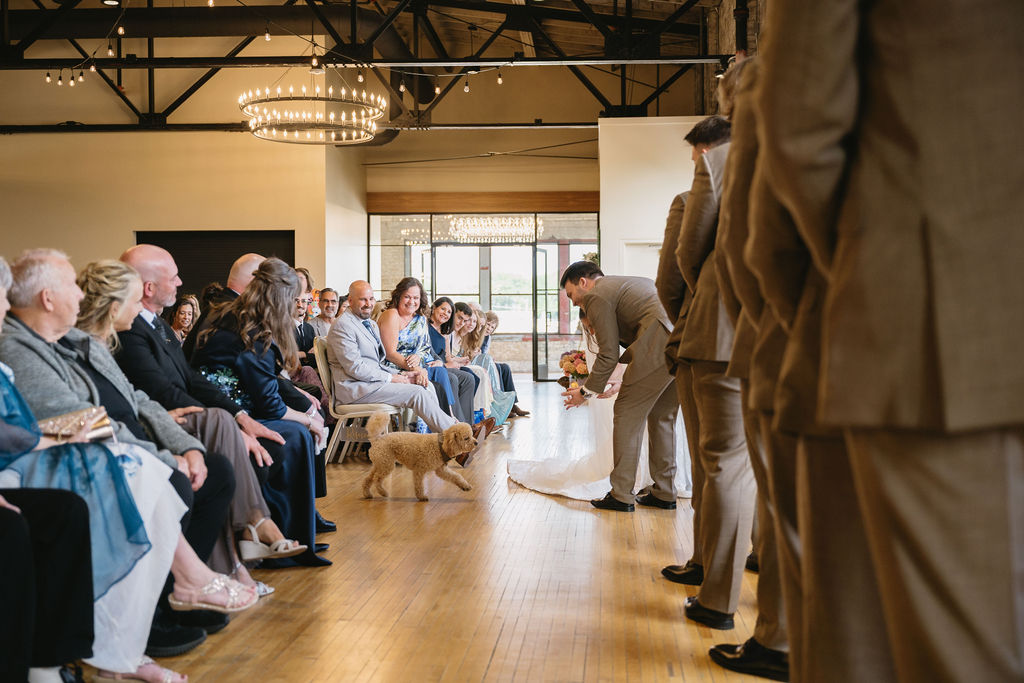 dog ring bearer
